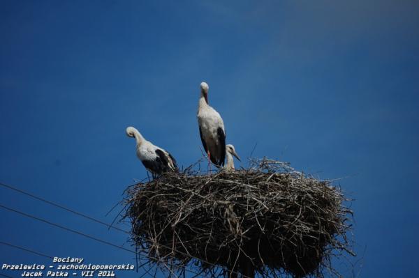 bociany_2016_002-20160716.jpg