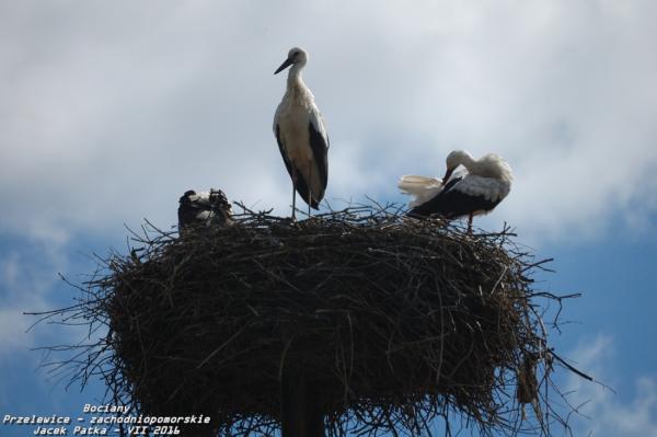 bociany_2016_007-20160716.jpg