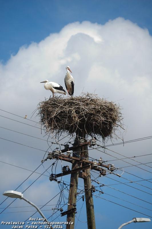 bociany_2016_014-20160716.jpg
