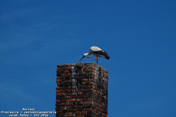 bociany_2016_044-20160716.jpg
