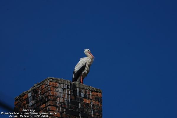bociany_2016_047-20160716.jpg