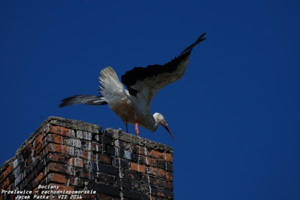 bociany_2016_048-20160716.jpg