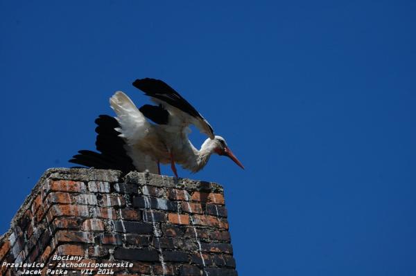 bociany_2016_050-20160716.jpg