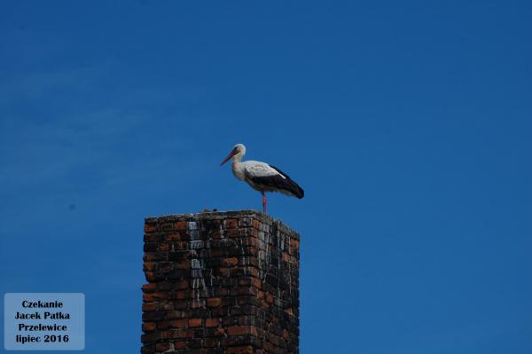 czekanie_przelewice_2016.jpg