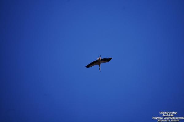 odlecialy-bociany-20180721-005.jpg