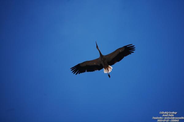 odlecialy-bociany-20180721-021.jpg