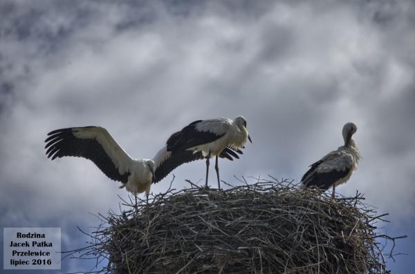 rodzina_hdr_przelewice_2016.jpg