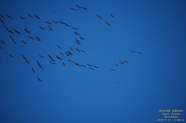 Żurawie Listopad 2018