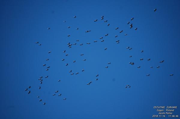Żurawie Listopad 2018