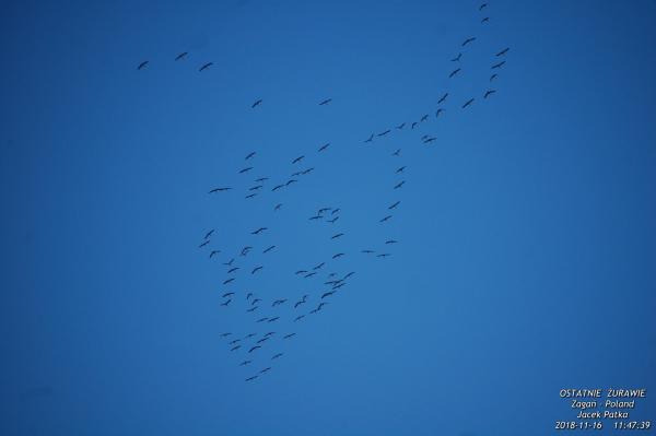 Żurawie Listopad 2018