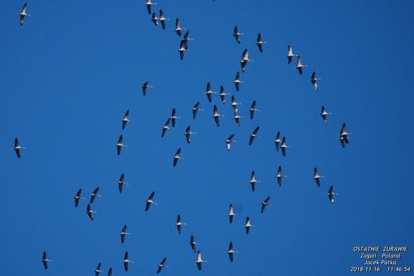 Żurawie Listopad 2018